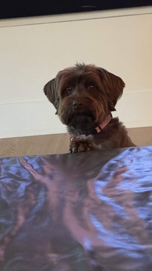 Close portrait of Bingo looking at the camera, pink collar visible