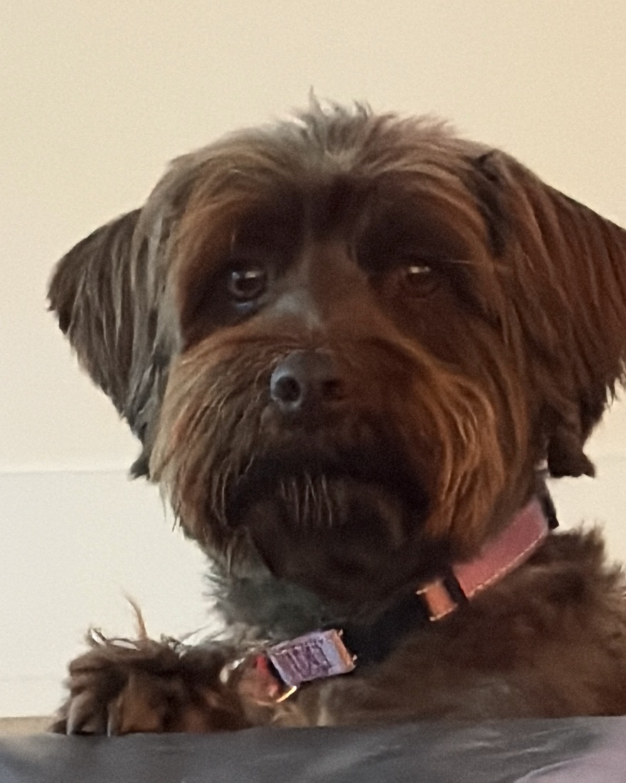 Bingo, a chocolate labradoodle in a pink collar, resting her paws on the edge of a bed and looking straight at the camera