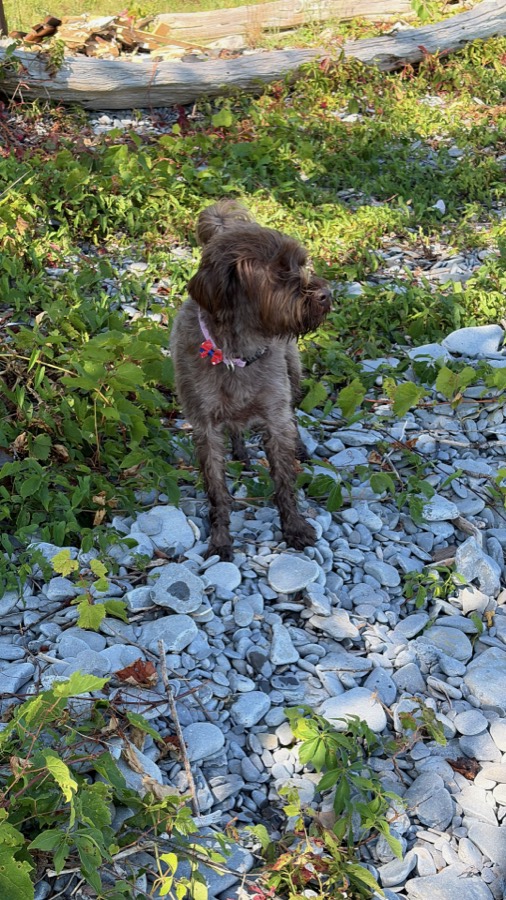 Bingo standing alert on a rocky shoreline