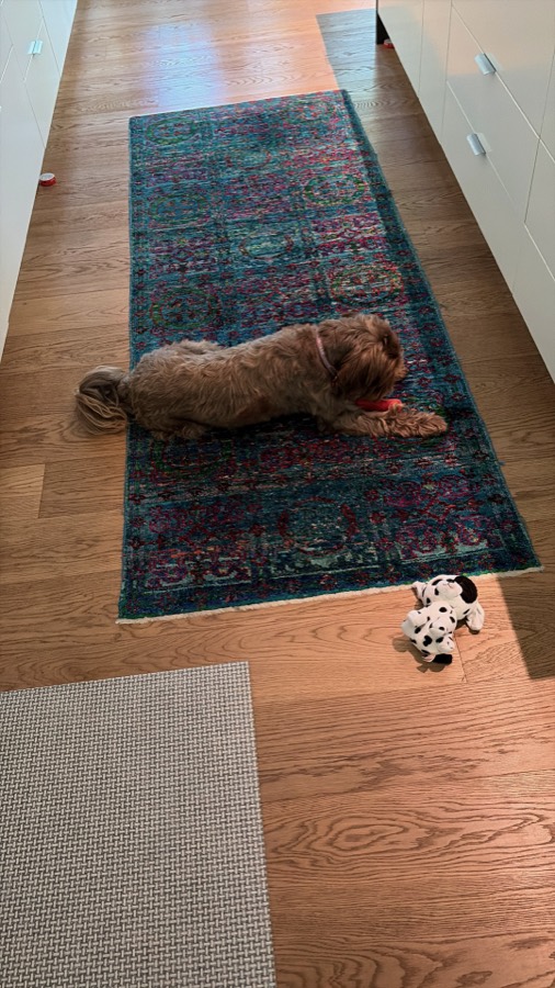 Bingo lying on a patterned hallway runner chewing a toy