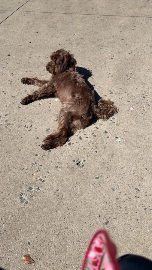 Bingo rolling on her back on a city sidewalk next to a pair of pink sneakers
