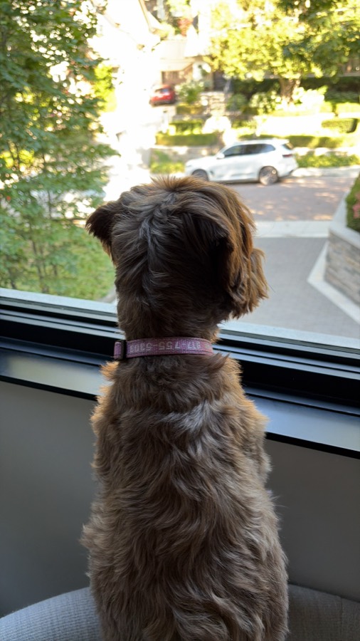 Bingo sitting up at a window watching the street outside